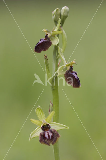 Early Spider Orchid (Ophrys sphegodes)