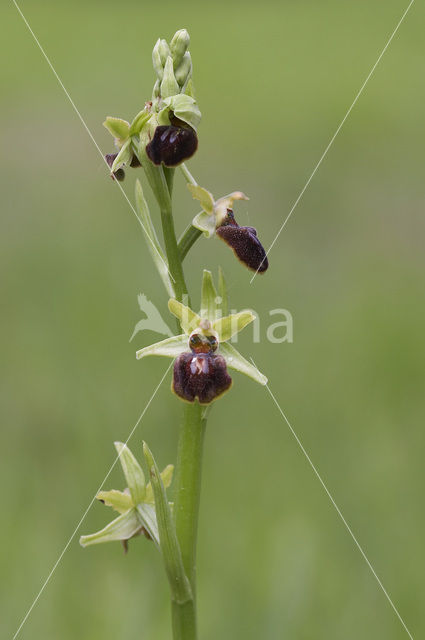 Early Spider Orchid (Ophrys sphegodes)