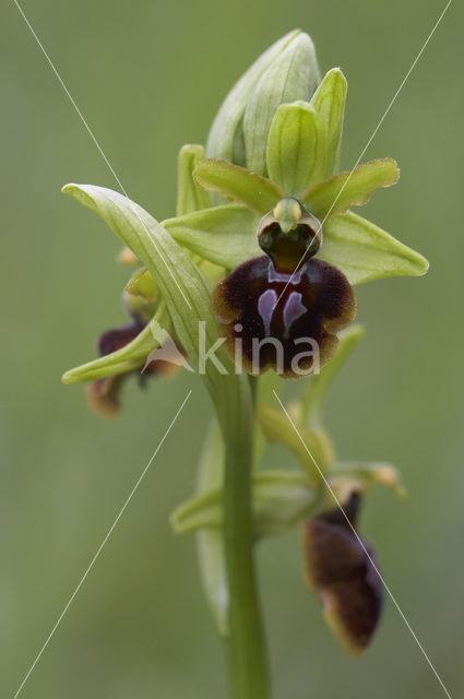 Early Spider Orchid (Ophrys sphegodes)