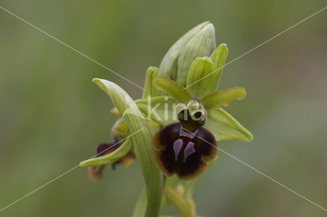 Early Spider Orchid (Ophrys sphegodes)