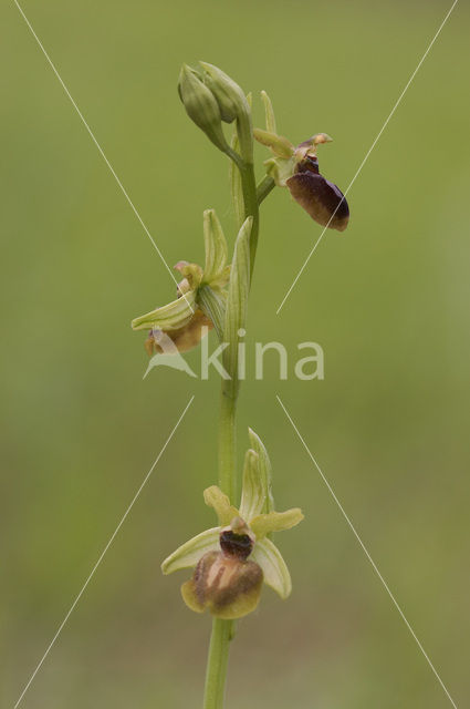 Early Spider Orchid (Ophrys sphegodes)