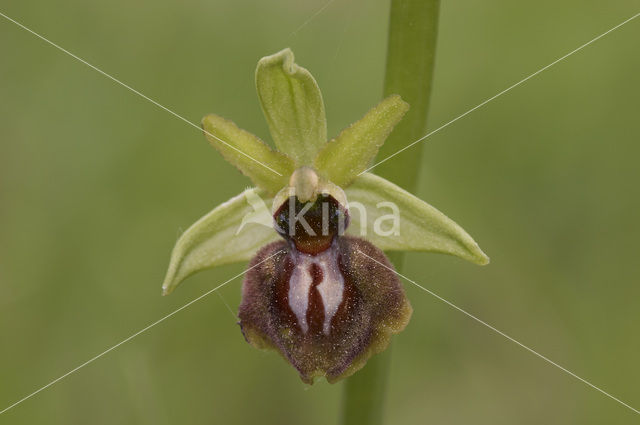 Spinnenorchis (Ophrys sphegodes)