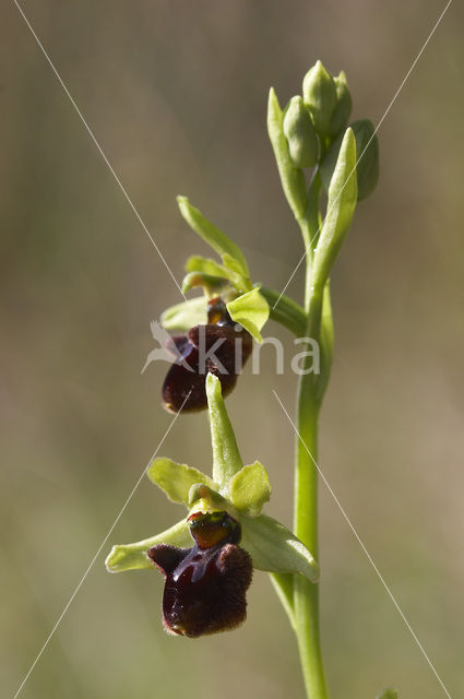 Early Spider Orchid (Ophrys sphegodes)