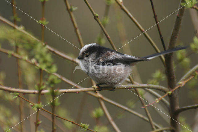 Staartmees (Aegithalos caudatus)