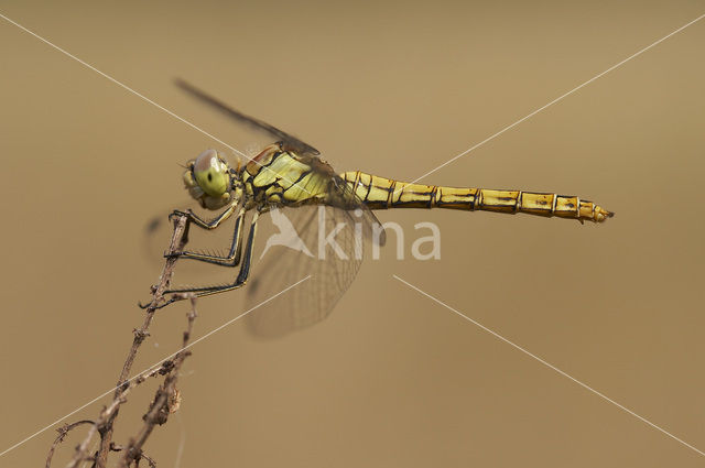 Vagrant Darter (Sympetrum vulgatum)