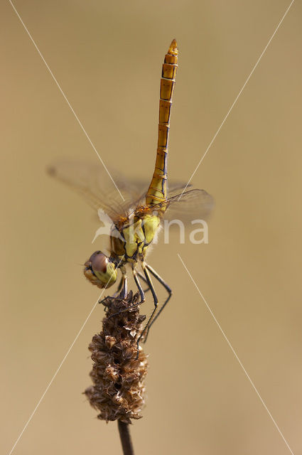 Vagrant Darter (Sympetrum vulgatum)