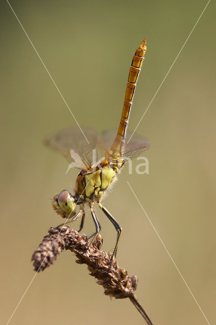 Vagrant Darter (Sympetrum vulgatum)