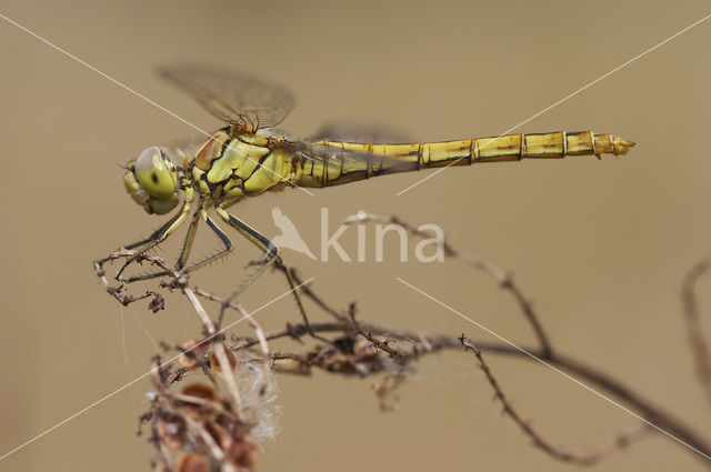 Vagrant Darter (Sympetrum vulgatum)