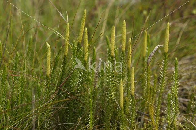 Interrupted Clubmoss (Lycopodium annotinum)