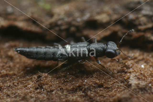 Stenus pallipes