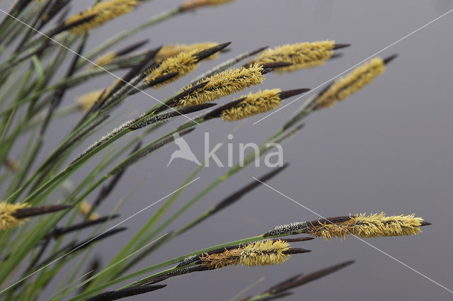 Stijve zegge (Carex elata)