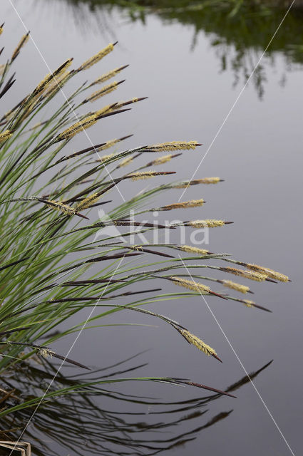 Tufted-sedge (Carex elata)