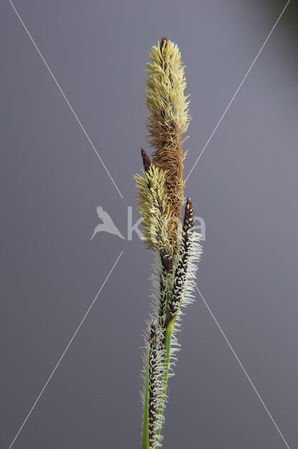 Tufted-sedge (Carex elata)
