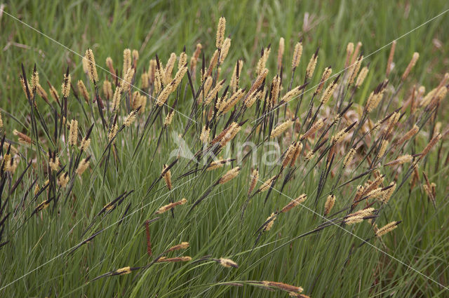 Stijve zegge (Carex elata)