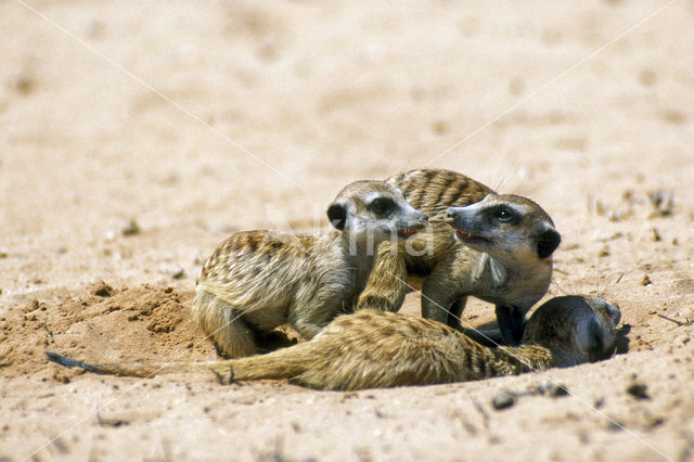 Slender-tailed meerkat (Suricata suricata)