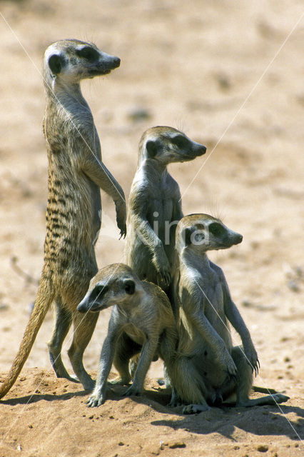 Slender-tailed meerkat (Suricata suricata)