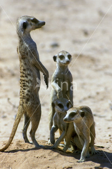 Slender-tailed meerkat (Suricata suricata)