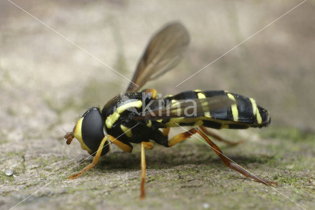 Streepcitroenzwever (Xanthogramma citrofasciatum)