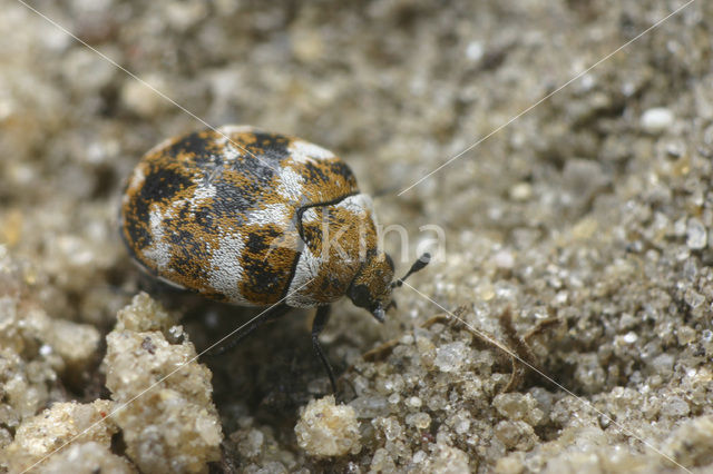 varied carpet beetle (Anthrenus verbasci)