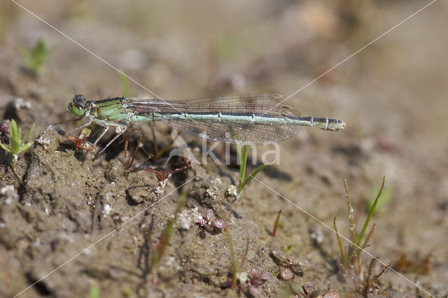 Scarce Blue-tailed Damselfly (Ischnura pumilio)