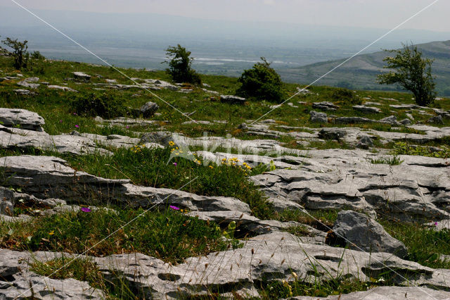 The Burren