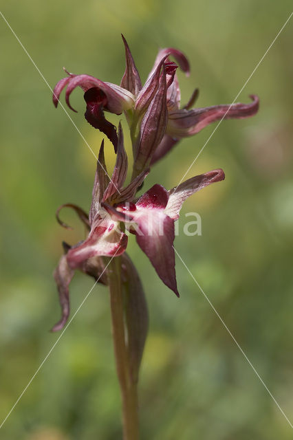 Tongue Orchid (Serapias lingua)