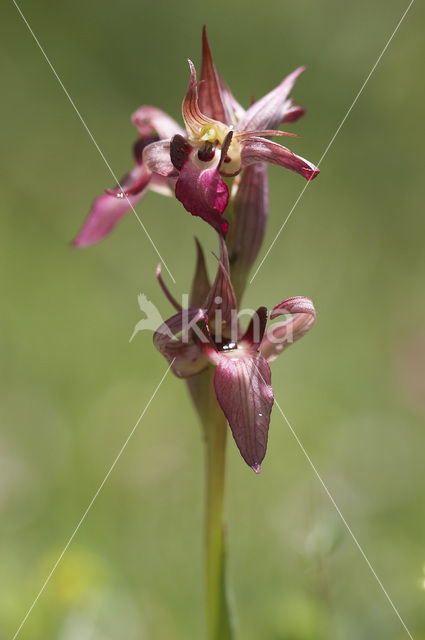 Tongue Orchid (Serapias lingua)