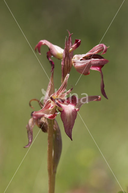 Tongue Orchid (Serapias lingua)