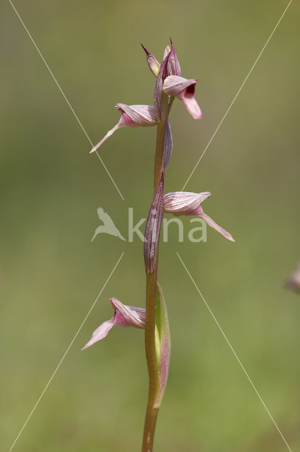 Tongue Orchid (Serapias lingua)