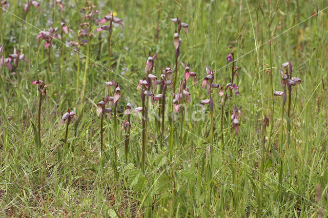 Tongue Orchid (Serapias lingua)