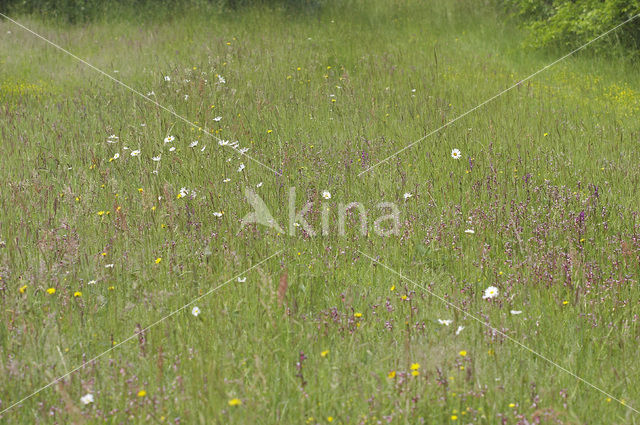 Tongue Orchid (Serapias lingua)