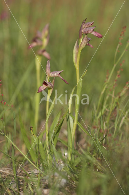 Tongue Orchid (Serapias lingua)