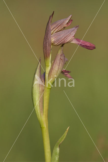 Tongue Orchid (Serapias lingua)