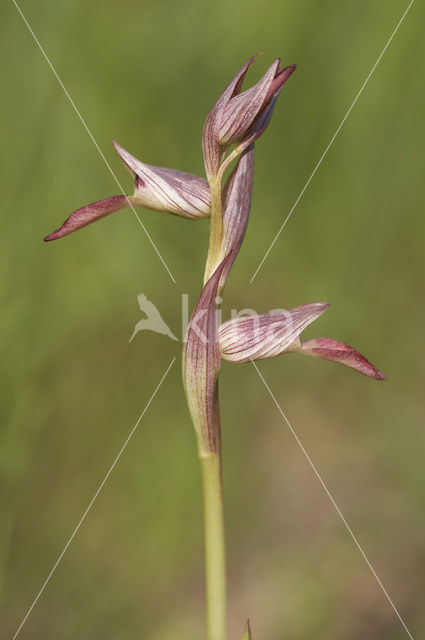 Tongue Orchid (Serapias lingua)