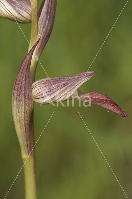 Tongorchis (Serapias lingua)