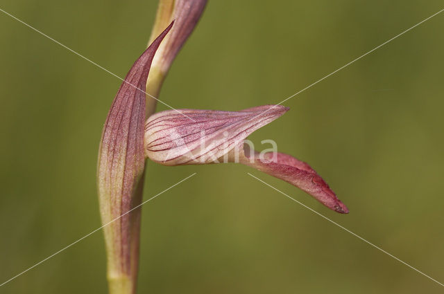 Tongue Orchid (Serapias lingua)