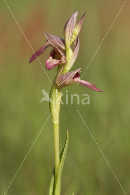 Tongue Orchid (Serapias lingua)