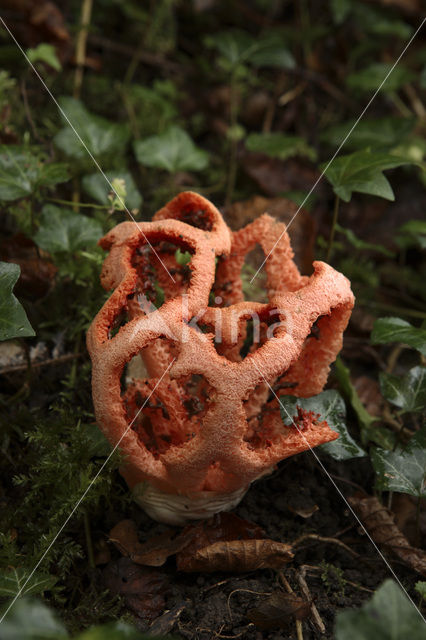 Latticed Stinkhorn (Clathrus ruber)