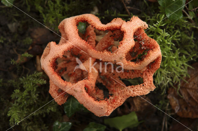 Latticed Stinkhorn (Clathrus ruber)