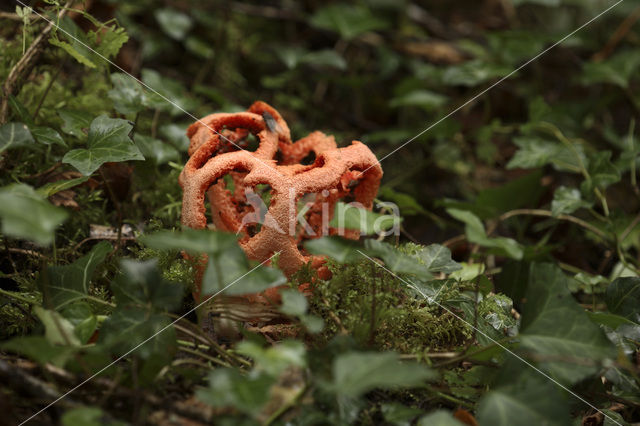 Latticed Stinkhorn (Clathrus ruber)