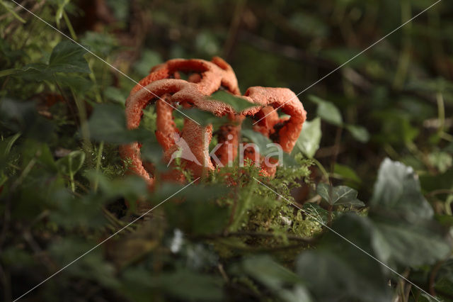 Latticed Stinkhorn (Clathrus ruber)