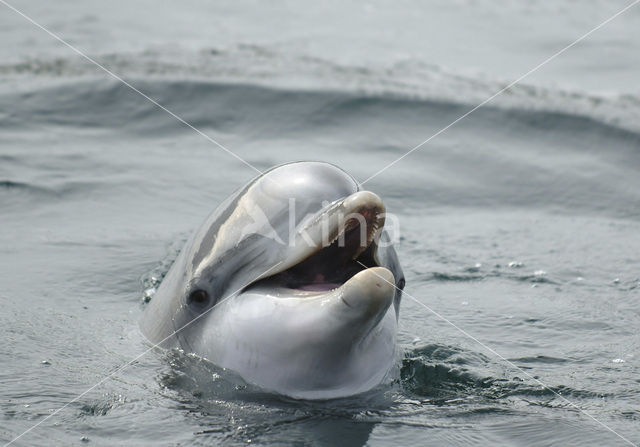 Bottlenose Dolphin (Tursiops truncatus)