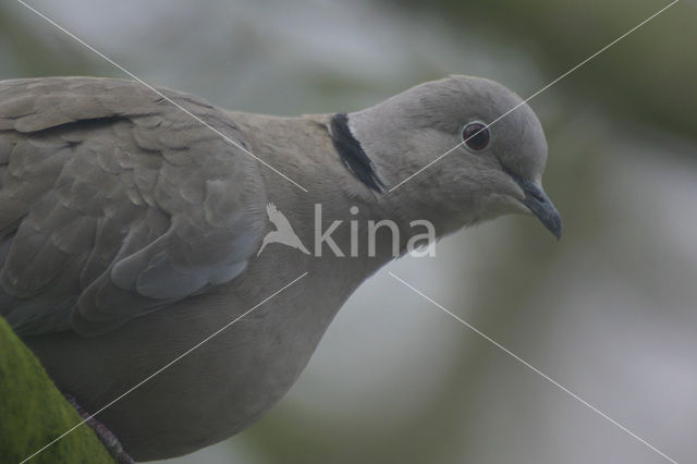 Collared Turtle Dove (Streptopelia decaocto)