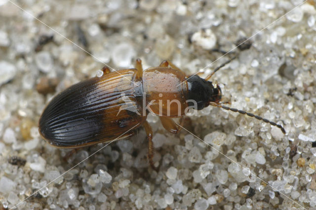 Beetle (Stenolophus teutonus)