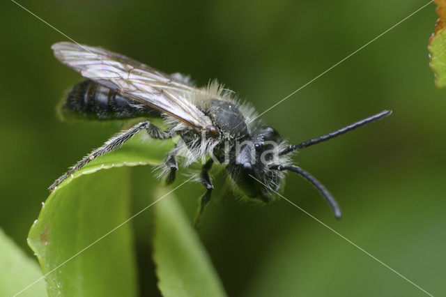 Andrena helvola