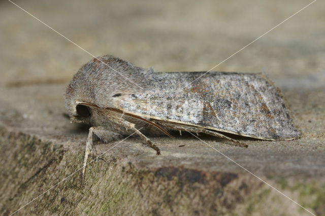 Clouded Drab (Orthosia incerta)