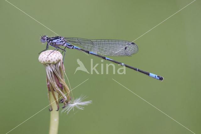 Variable Damselfly (Coenagrion pulchellum)