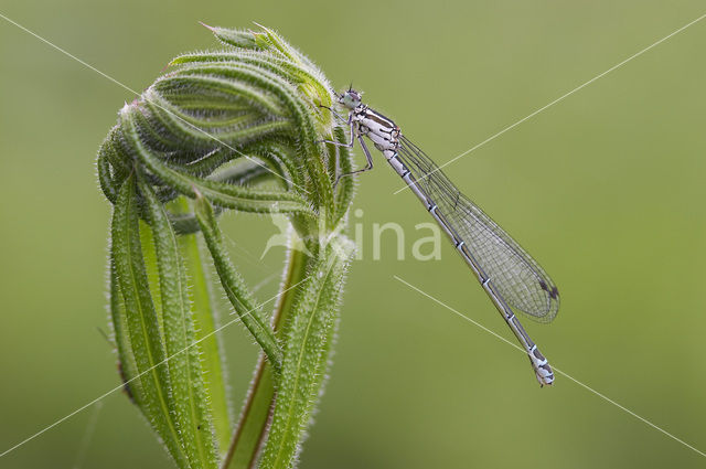 Variable Damselfly (Coenagrion pulchellum)