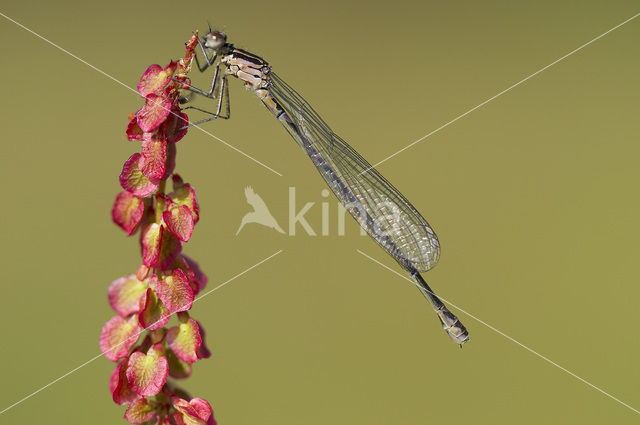 Variable Damselfly (Coenagrion pulchellum)