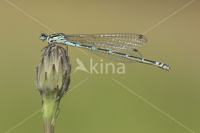 Variable Damselfly (Coenagrion pulchellum)